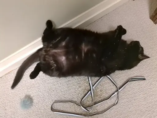 A black cat lying on its back. There are specs of catnip powder.