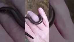 Steel Worm