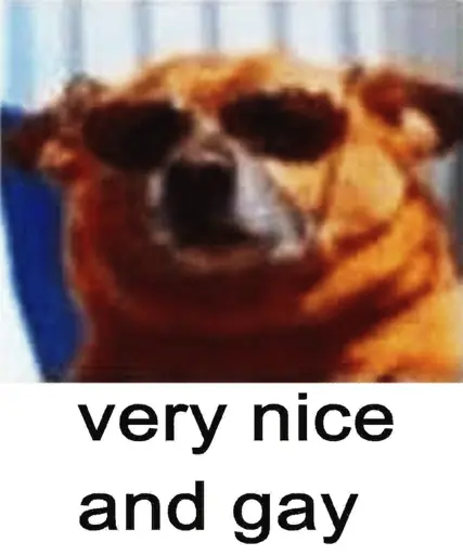 Dog wearing sunglasses with caption "very nice and gay"