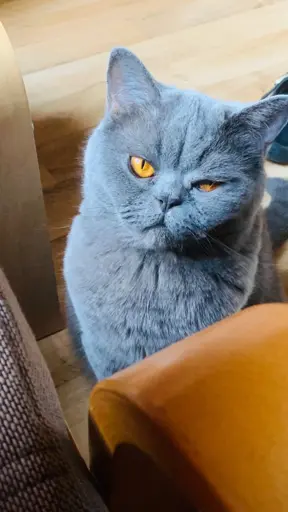 Eine graue Katze mit auffälligen gelben Augen sitzt auf einem Holzboden, teilweise durch Möbel verdeckt. Die Katze hat ein flauschiges Fell und einen merkwürdigen Ausdruck.