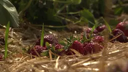 Sjaskvåd juni dræber danske jordbær