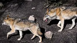 To ud af tre regeringspartier vil lade danskere skyde ulven