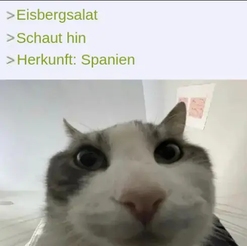 Meme: Eisbergsalat. Schaut hin. Herkunft: Spanien. Bild einer unbeeindruckt schauenden Katze.