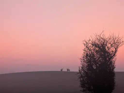 En flok hjorte med gevir på en bakketop med diset morgenrød himmel som baggrund.