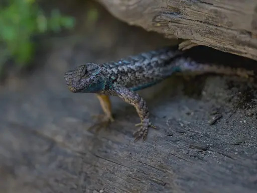 A lizard with a bit of blue on its chin in between two logs staring at the camera with some green plant out of focus in the background