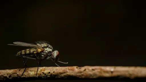 Fly.