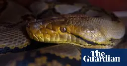 Let them eat snake: why python meat could soon be on the menu