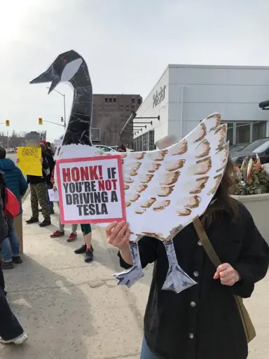 detailed protest sign of a Canada Goose "honk! if you're not driving a Tesla"