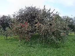 How to make home-made cider